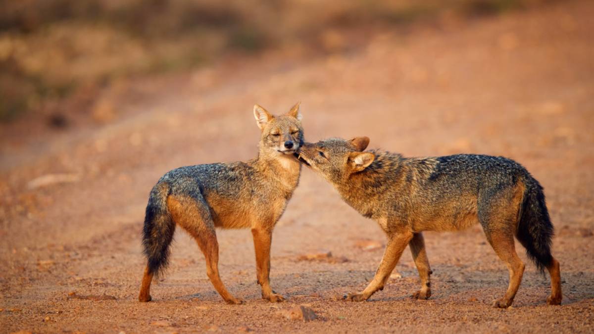 Protecting biodiversity: Rajasthan’s remarkable wildlife conservation endeavors