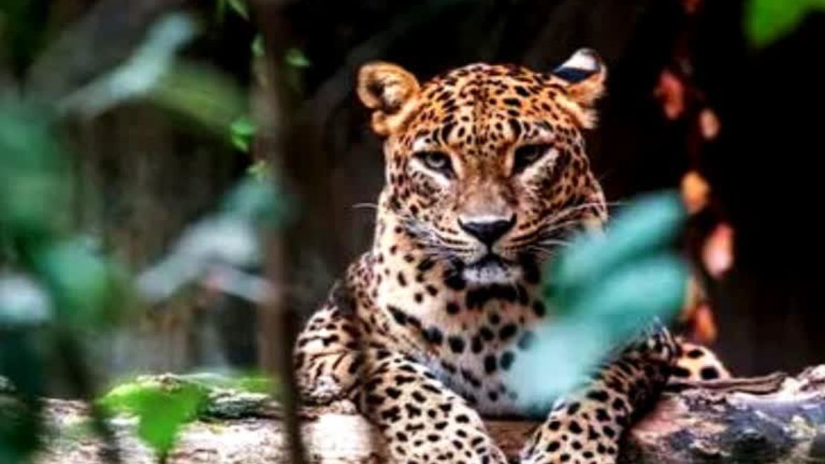 2-year-old child killed by panther in Rajsamand
