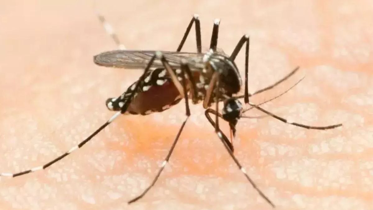 Increase in number of dengue cases reported in Bikaner